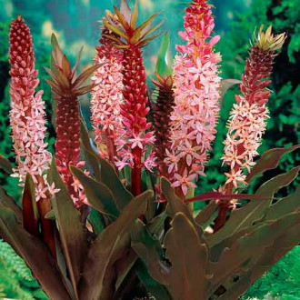 Eucomis Sparkling Burgundy imagine 4