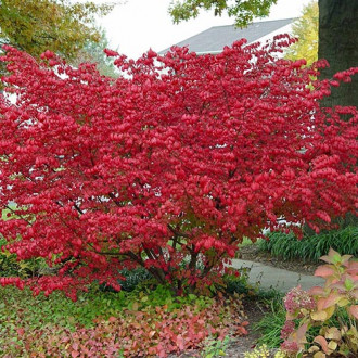 Euonymus alatus imagine 9