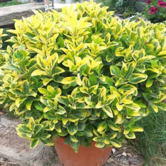 Euonymus Albovar imagine 12
