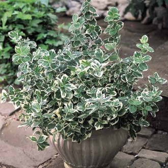 Euonymus Emerald Gaiety, C2 imagine 13