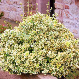 Euonymus Emerald Gold imagine 4