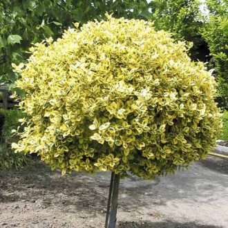 Euonymus Emerald'n Gold, C7,5 imagine 8
