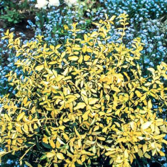 Euonymus fortunei Blondy imagine 10