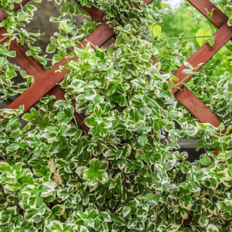 Euonymus fortunei Silver Queen, С2 изображение 12