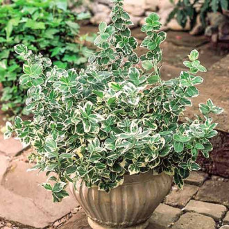 Euonymus fortunei Variegatus imagine 3