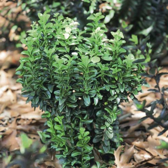Euonymus Gold Rocket PBR, C3 imagine 15