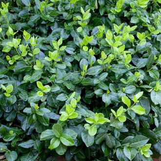 Euonymus Hort's Blaze imagine 8