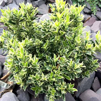 Euonymus Microphyllus imagine 11