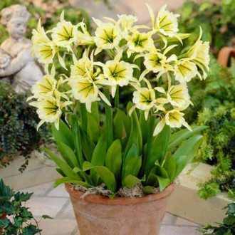 Ismene Sulphur Queen imagine 2