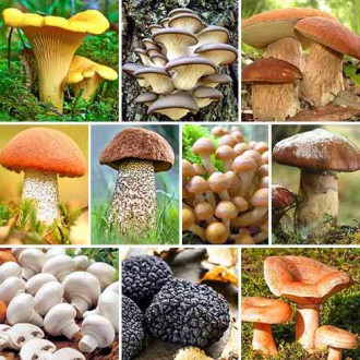 Super-ofertă! Set de ciuperci Mega Pack, 10 soiuri imagine 18