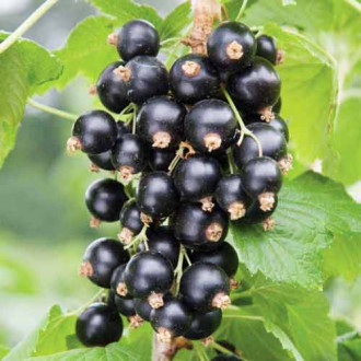 Coacăz negru pe tulpină Vernissage imagine 17