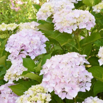 Hortensia macrophylla Soeur Therese, P9 imagine 5