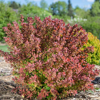 Берберис Pink Perfection изображение 10