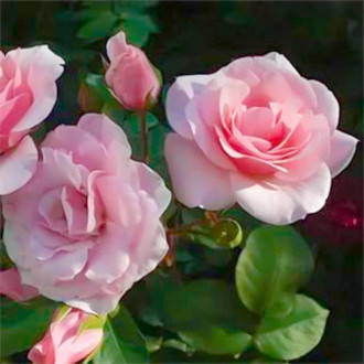 Trandafir floribunda Diademe Rose imagine 5