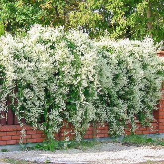 Fallopia Aubertii imagine 1