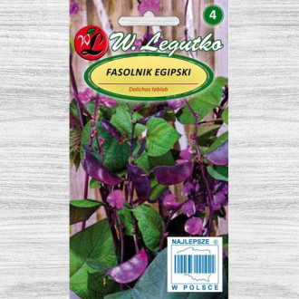 Fasole egipteană purpurie Legutko imagine 6