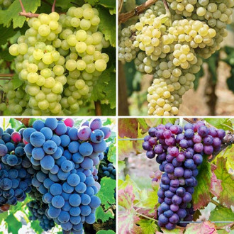 Супер оферта! Комплект лози Elit, 4 сорта изображение 8