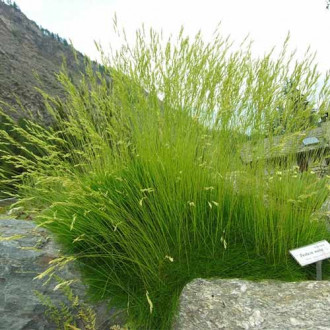 Festuca ovina (Păiușul oilor) imagine 3