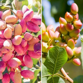 Ofertă specială! Fistic Duo, set de 2 soiuri imagine 3