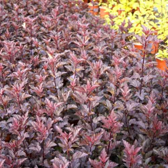 Fizocarp Armadillo, C3 imagine 6