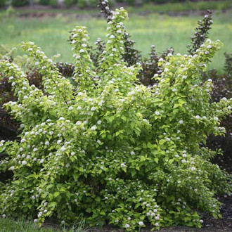 Fizocarp Dart's Gold, C3 imagine 9