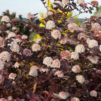 Fizocarp Lady in Red imagine 4