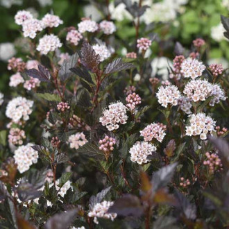 Fizocarp Little Devil ® PBR, C3 imagine 7