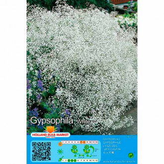 Floarea miresei (Gypsophila) White imagine 7