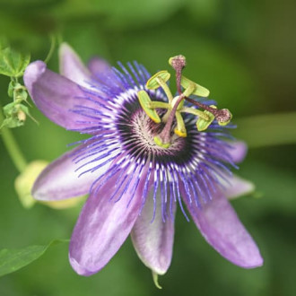 Floarea Pasiunii (Passiflora) Lavender Lady, P9 imagine 16