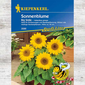 Floarea soarelui decorativă Big Smile imagine 1