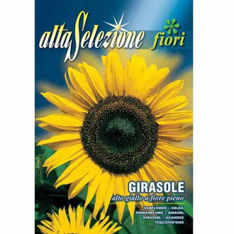 Floarea soarelui decorativă cu flori pline imagine 5