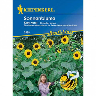 Floarea soarelui decorativă King Kong imagine 6