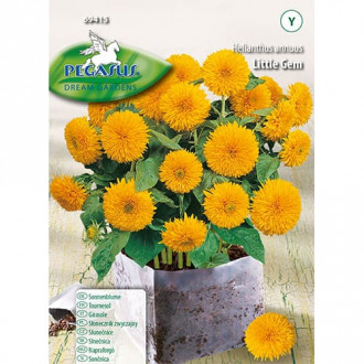 Floarea soarelui decorativă Little Gem imagine 11