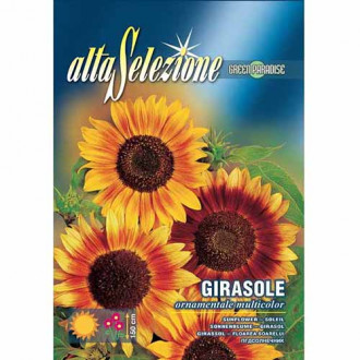 Floarea soarelui decorativă, mix multicolor imagine 4