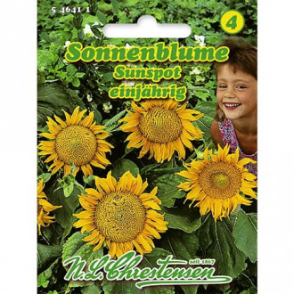 Floarea soarelui decorativă Sunspot imagine 12