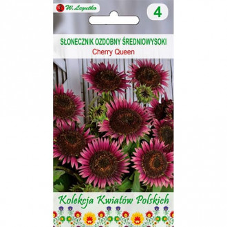 Floarea sorelui decorativă Cherry Queen imagine 7