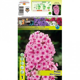 Флокс Miss Pepper изображение 15