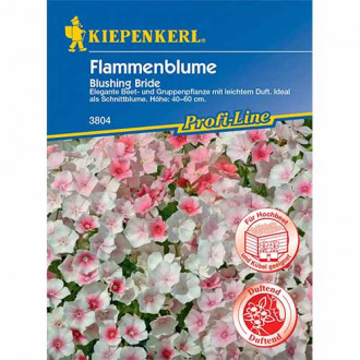 Floks Drummonda Blushing Bride interface.image 1