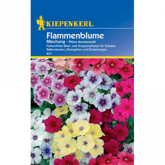 Floks Drummonda, mix kolorow interface.image 9