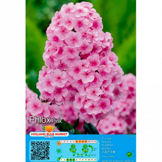 Floks (Płomyk) Pink interface.image 8