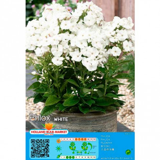 Floks (Płomyk) White interface.image 17