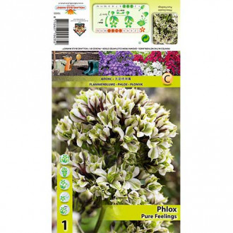 Флокс Pure Feelings изображение 15