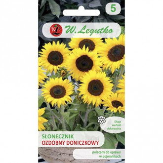 Floarea soarelui decorativă Polino Cola imagine 1