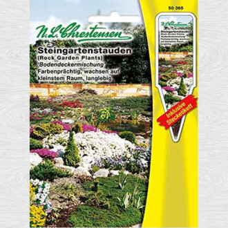 Flori perene de stâncă, mix multicolor imagine 2