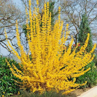 Forsythia Golden Times imagine 5