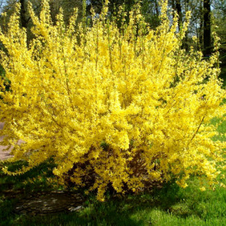 Forsythia Gold Zauber imagine 1