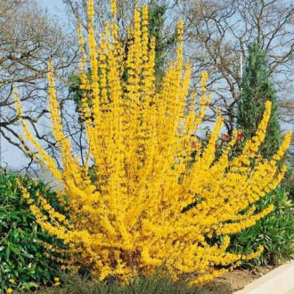 Forsythia intermedia Golden Times, С2 imagine 16