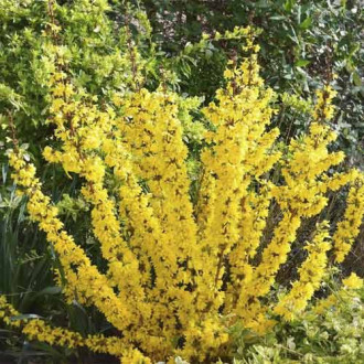 Forsythia Mikador PBR, C3 imagine 16
