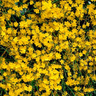 Forsythia Weber's Bronx