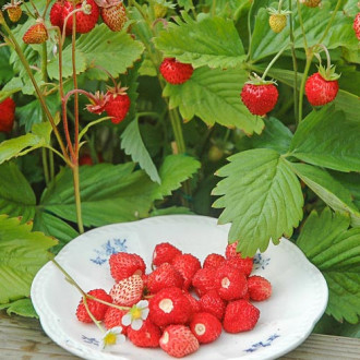 Fragi Alexandria imagine 2